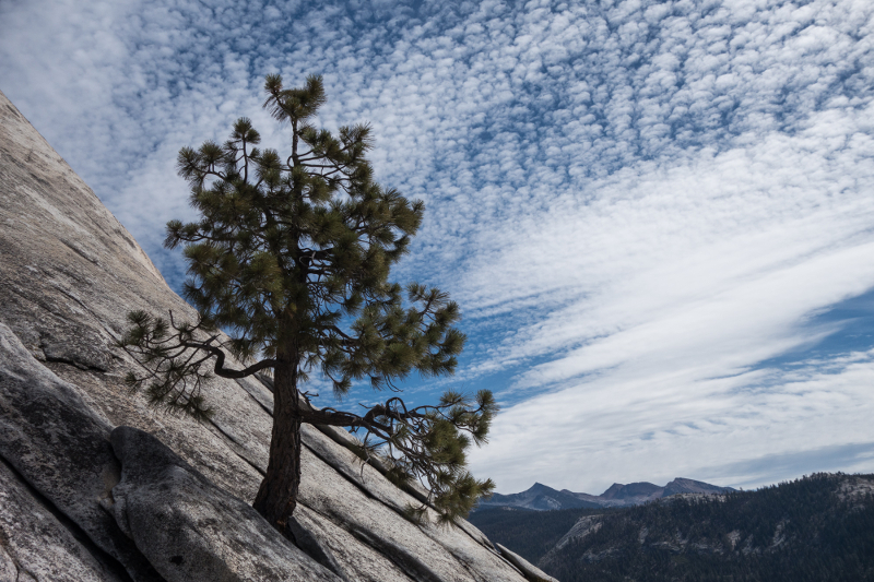 Lone pine, Half Dome, Yosemite National Park