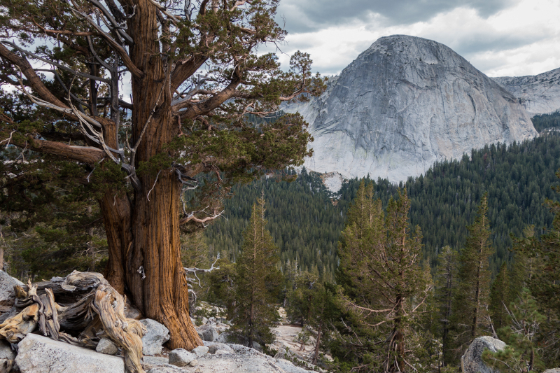 Fairview Dome and juniper, Yosemite National Park