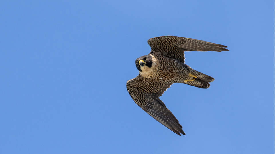 Peregrine Falcon, Falco peregrinus